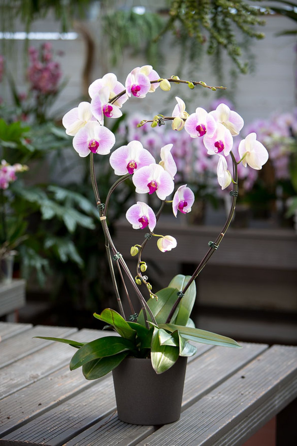 Orchidée